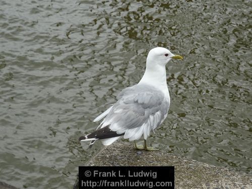 Hamburg - An der Elbe